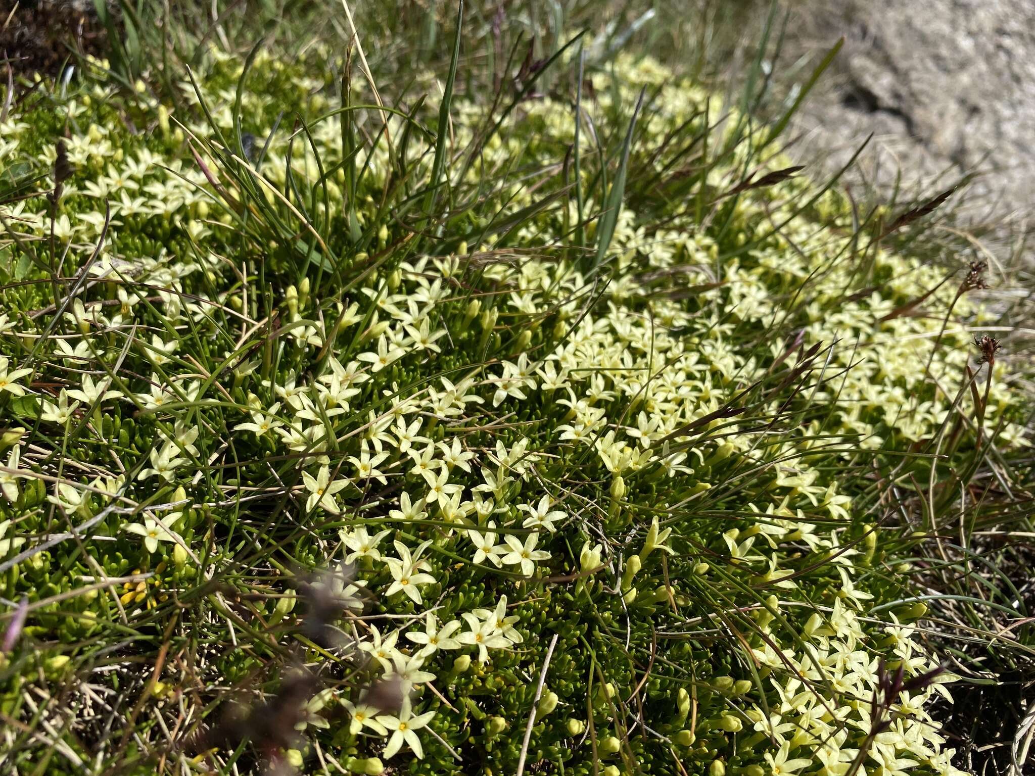 Image of Stackhousia pulvinaris F. Müll.