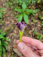 Imagem de Mandevilla veraguasensis (Seem.) Hemsl.