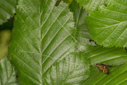 Imagem de Nemophora degeerella Linnaeus 1758