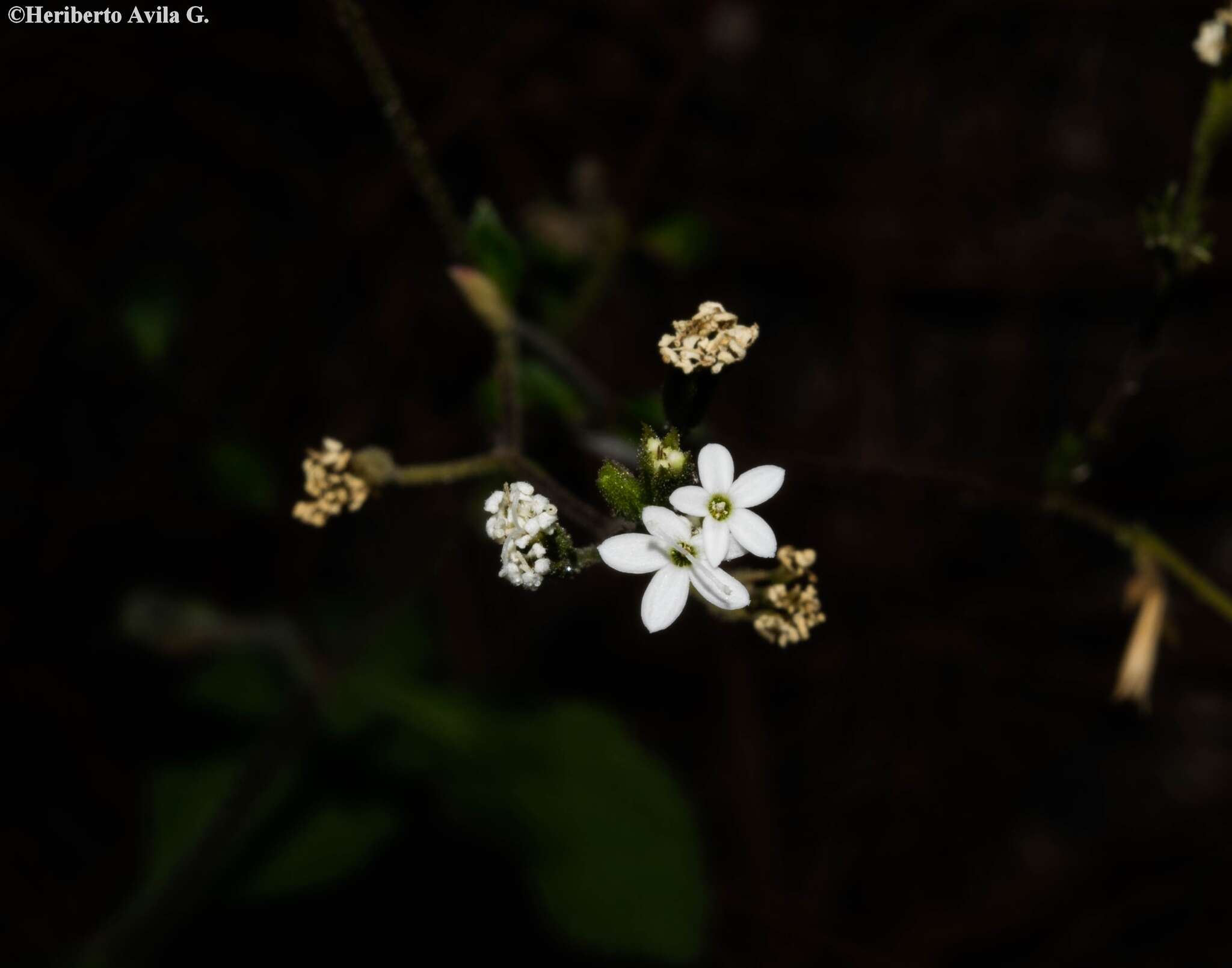 Image de Stevia elatior Kunth