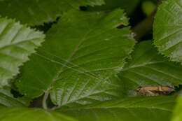 Imagem de Nemophora degeerella Linnaeus 1758