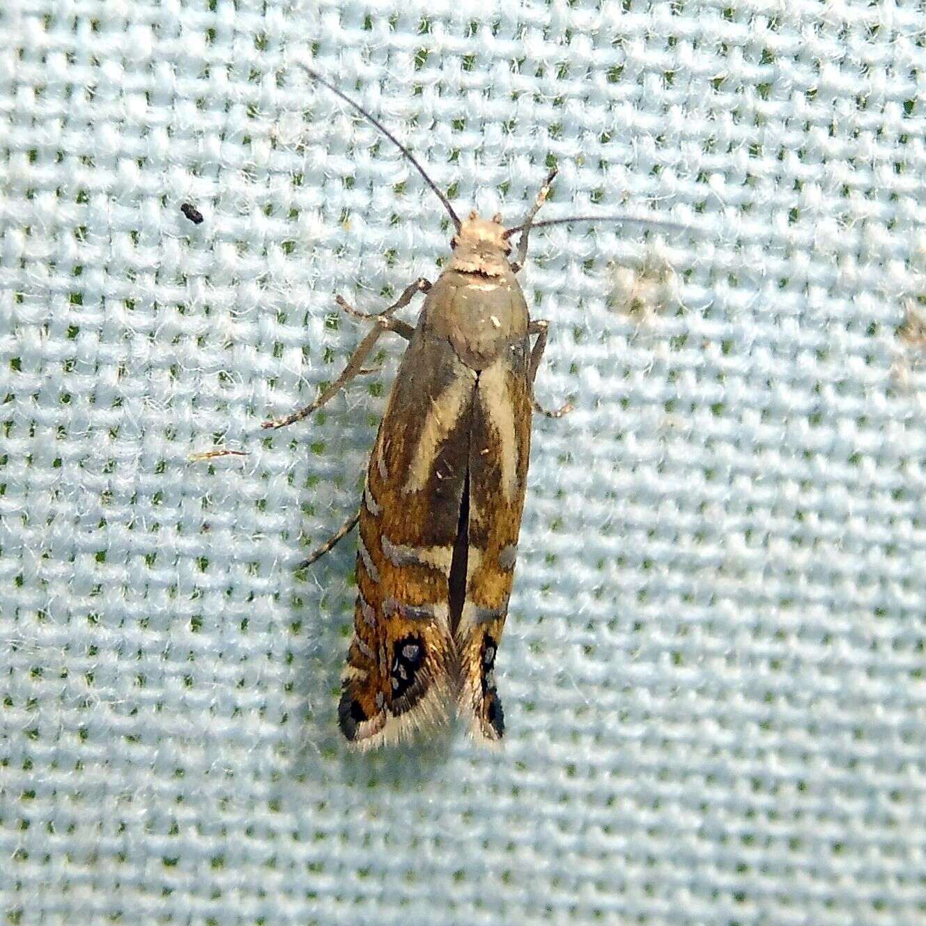 Image of Glyphipterix thrasonella Scopoli 1763