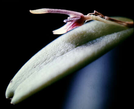 Image of Acianthera miqueliana (H. Focke) Pridgeon & M. W. Chase