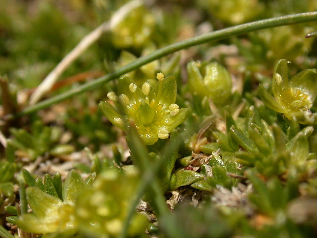 Plancia ëd Cherleria sedoides L.