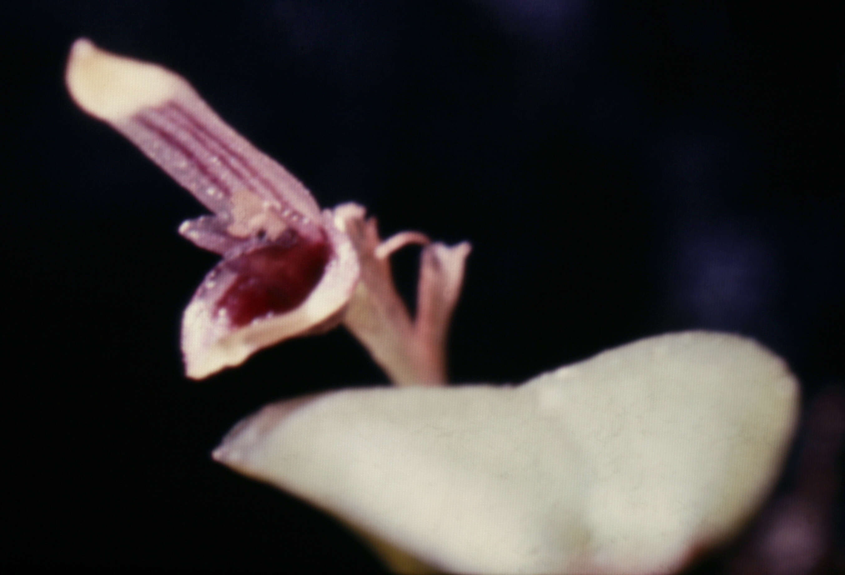 Image of Acianthera miqueliana (H. Focke) Pridgeon & M. W. Chase