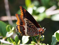 Image of Two-tailed Pasha