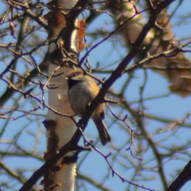 Image de Mésange à tête brune