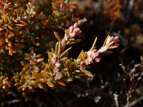 Image of Acrothamnus colensoi (Hook. fil.) Quinn