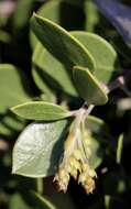 Слика од <i>Arctostaphylos montana</i> subsp. <i>ravenii</i>