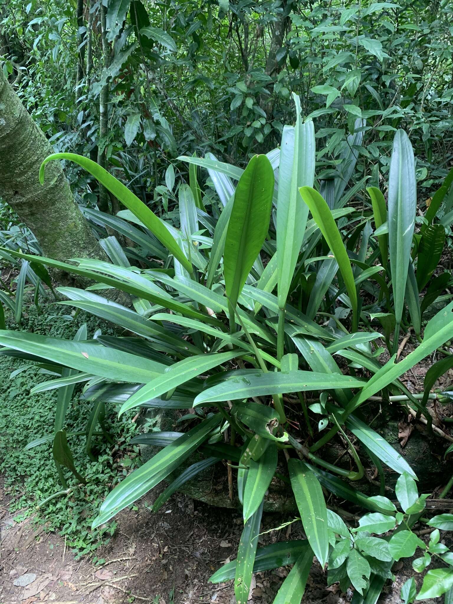 Philodendron crassinervium Lindl. resmi