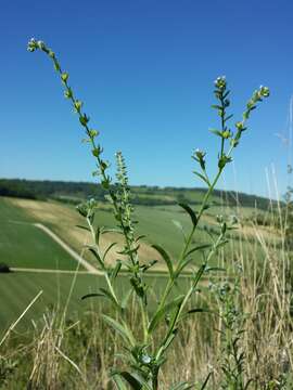 Image of European stickseed