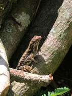 Plancia ëd Anolis tropidonotus Peters 1863