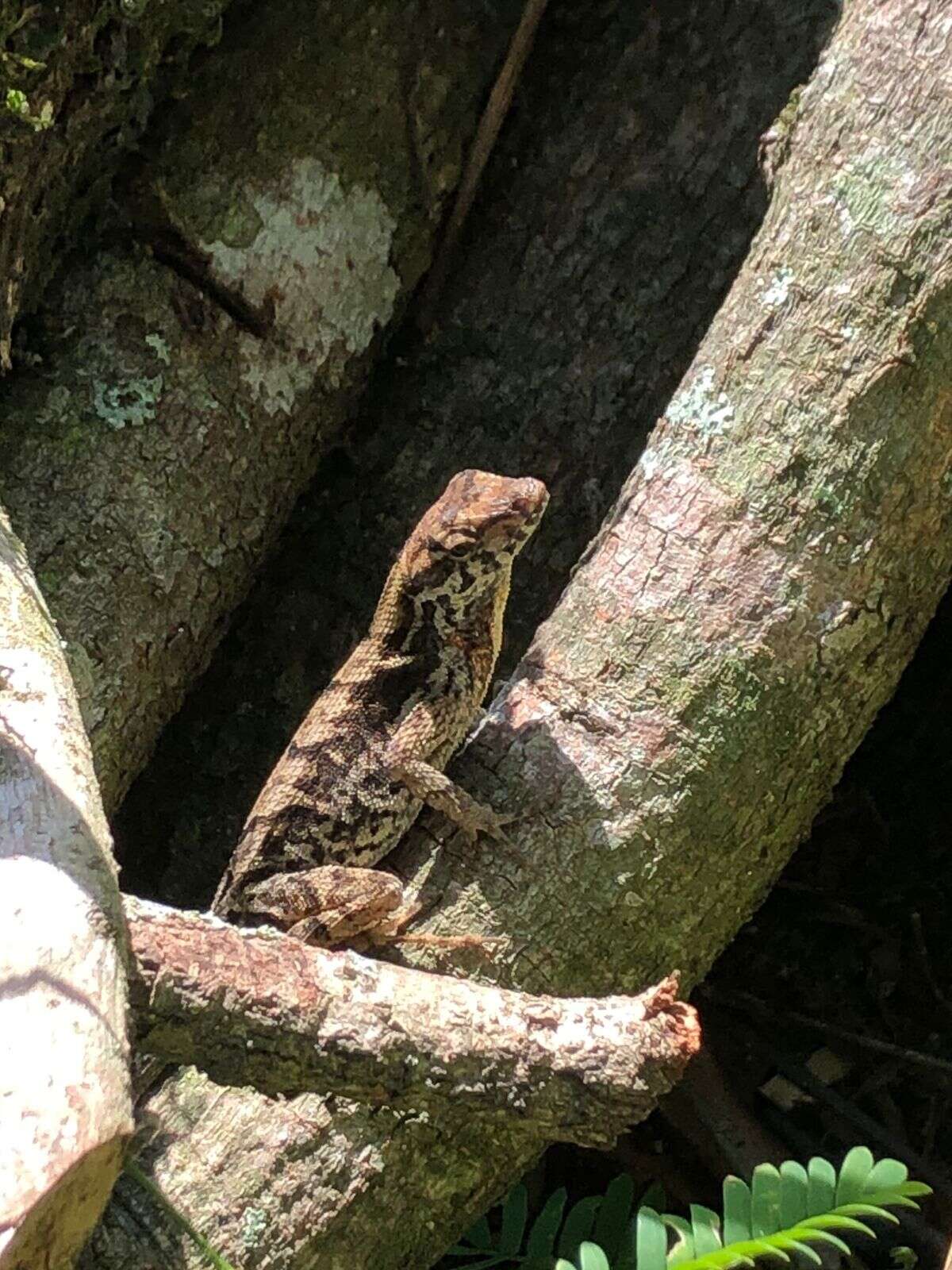 Plancia ëd Anolis tropidonotus Peters 1863