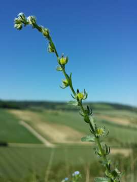 Image of European stickseed