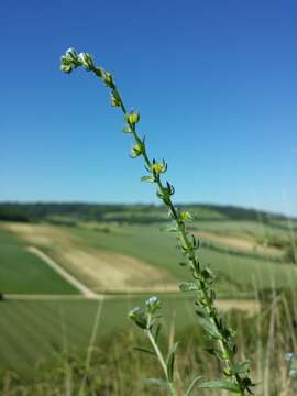 Image of European stickseed