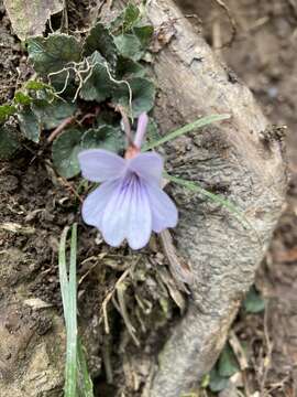 Imagem de Viola formosana Hayata