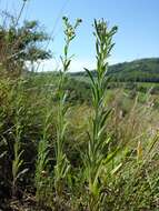 Image of European stickseed