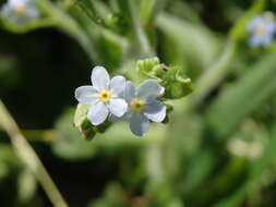 Image of Myosotis welwitschii Boiss. & Reuter