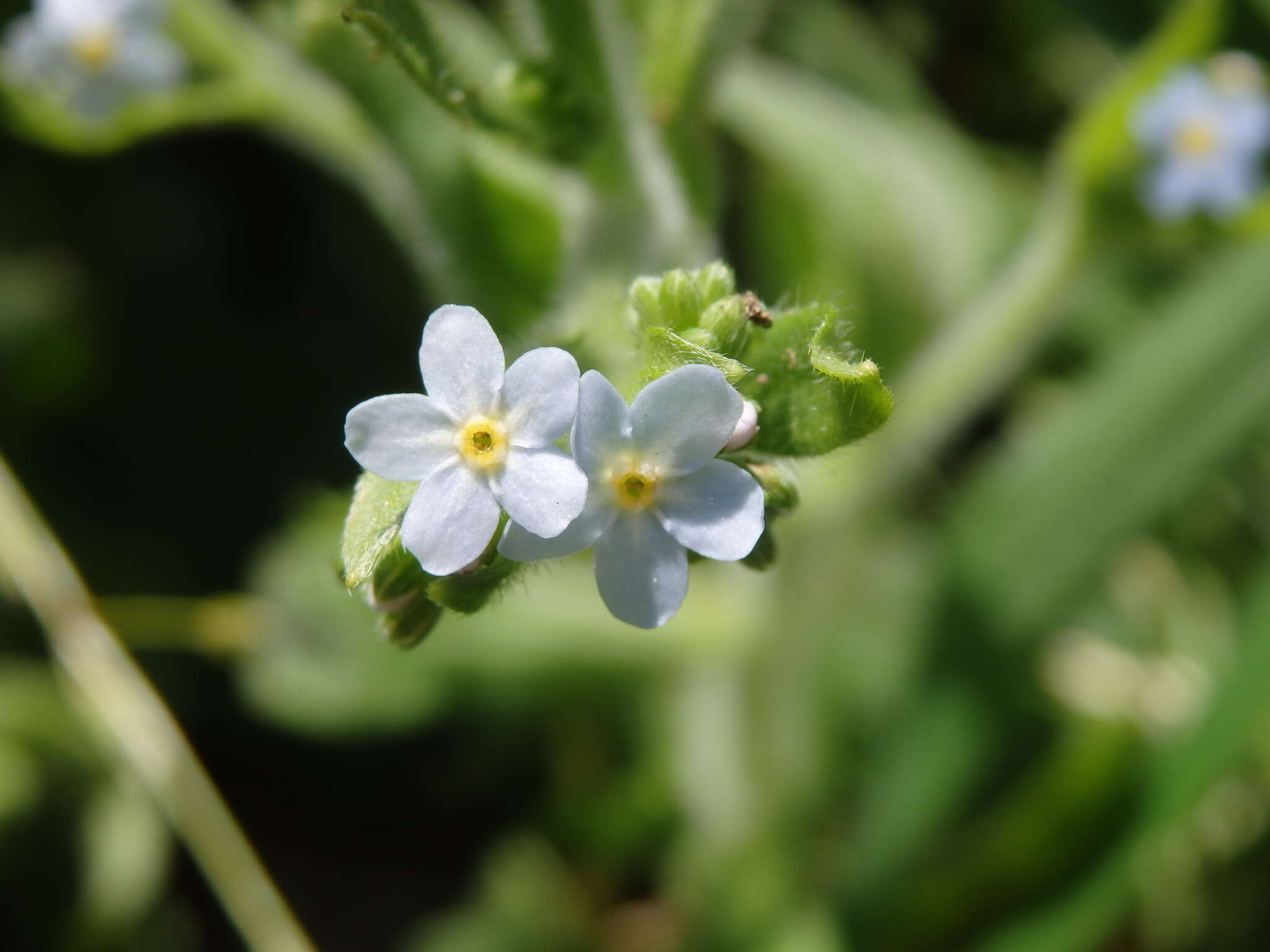 Plancia ëd Myosotis welwitschii Boiss. & Reuter