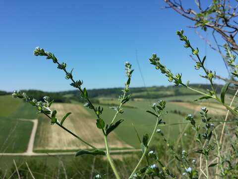 Image of European stickseed