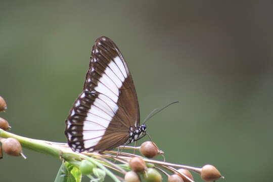 Imagem de Zethera pimplea Erichson 1834