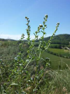 Image of European stickseed