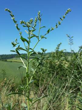 Image of European stickseed