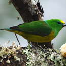 Imagem de Chlorophonia cyanea psittacina Bangs 1902