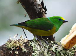 Imagem de Chlorophonia cyanea psittacina Bangs 1902