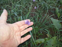 صورة Dichelostemma capitatum (Benth.) Alph. Wood