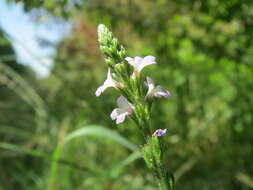 Image of herb of the cross