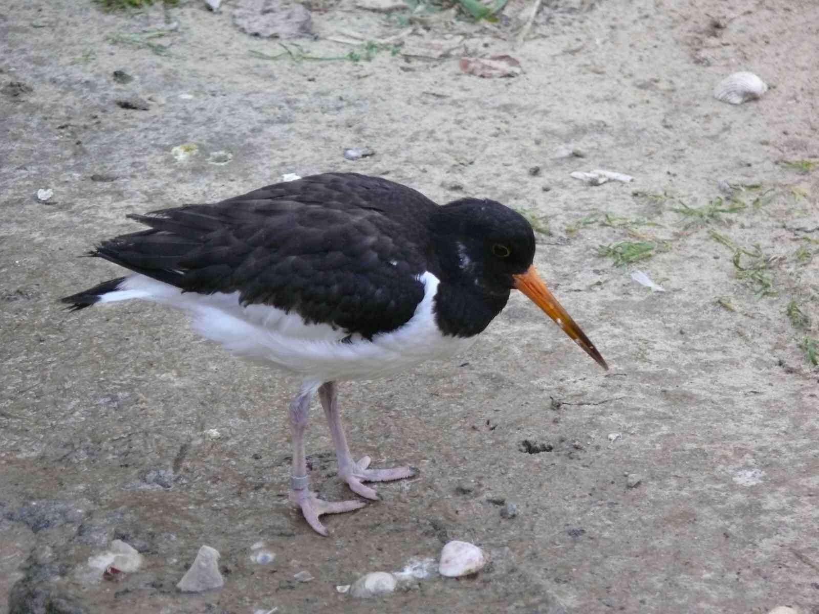 Image of oystercatcher, eurasian oystercatcher