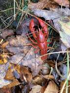 Image of Cambarus carolinus (Erichson 1846)