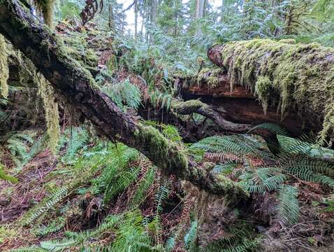 Image of Piper's buxbaumia moss