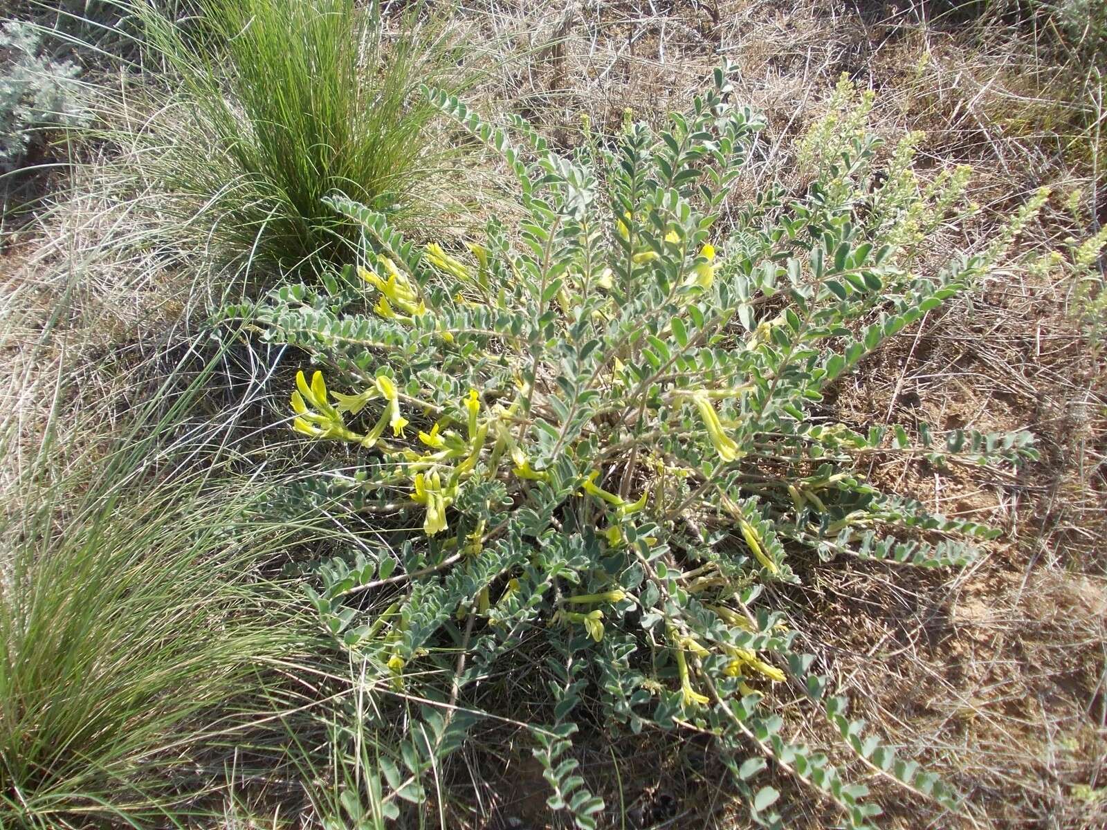 Imagem de Astragalus longipetalus Chater