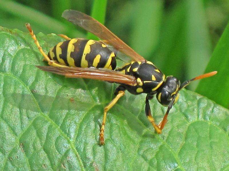 Image de Polistes dominula (Christ 1791)