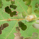 Image of Leaf beetle