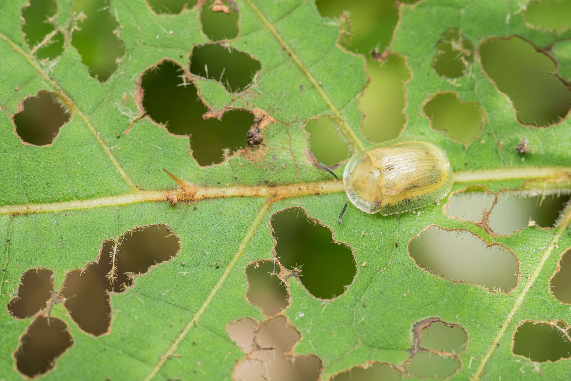 صورة Gratiana boliviana Spaeth 1926