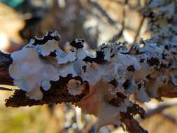 Image of Long-whiskered ruffle lichen