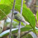 Image of Spectacled Bristle Tyrant