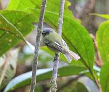 Pogonotriccus orbitalis (Cabanis 1873) resmi