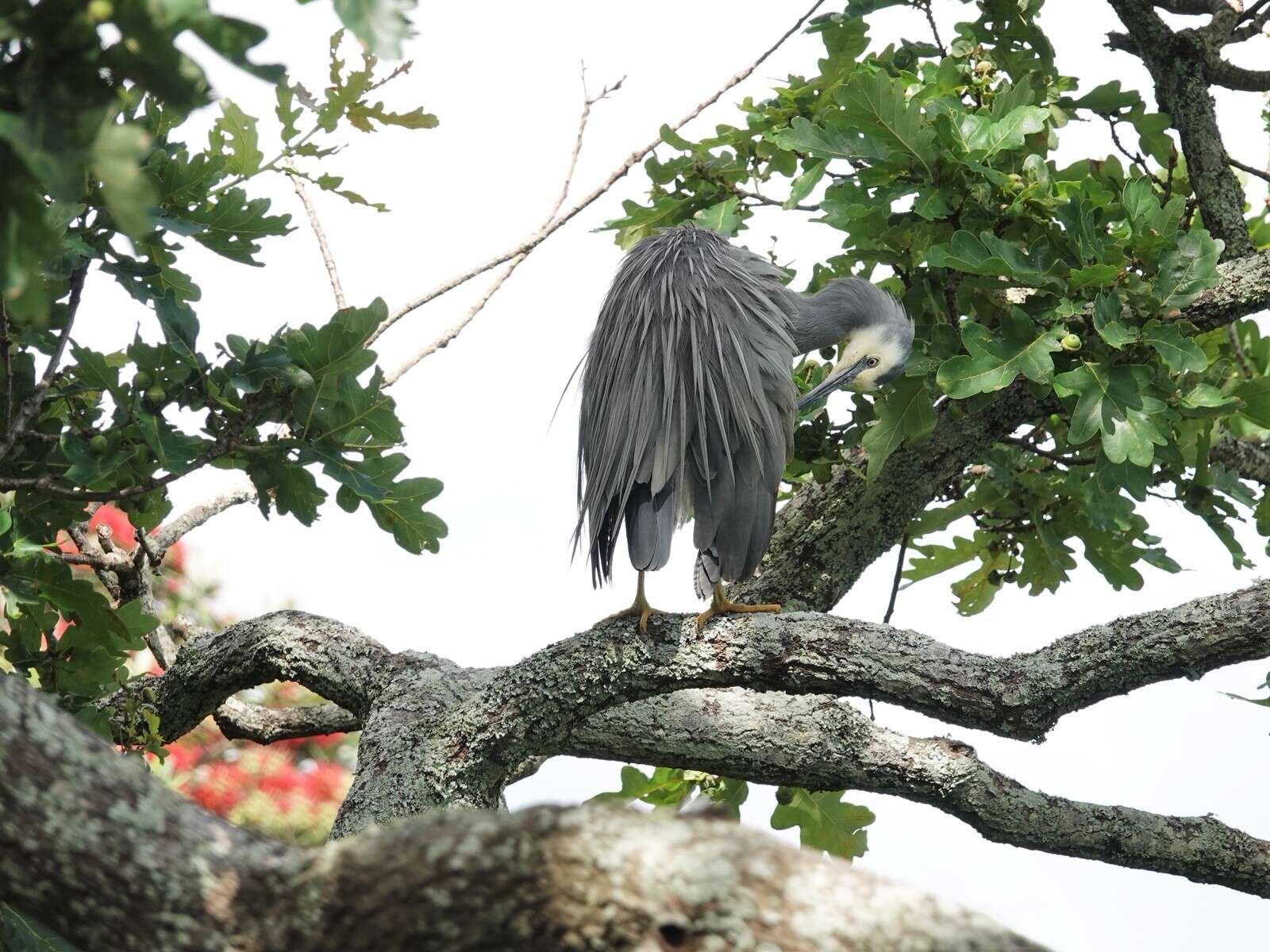 Image of Egretta novaehollandiae novaehollandiae