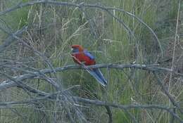 Image of Crimson Rosella