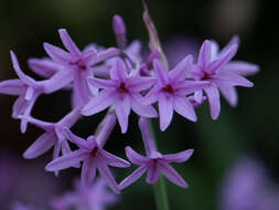 Tulbaghia violacea Harv. resmi