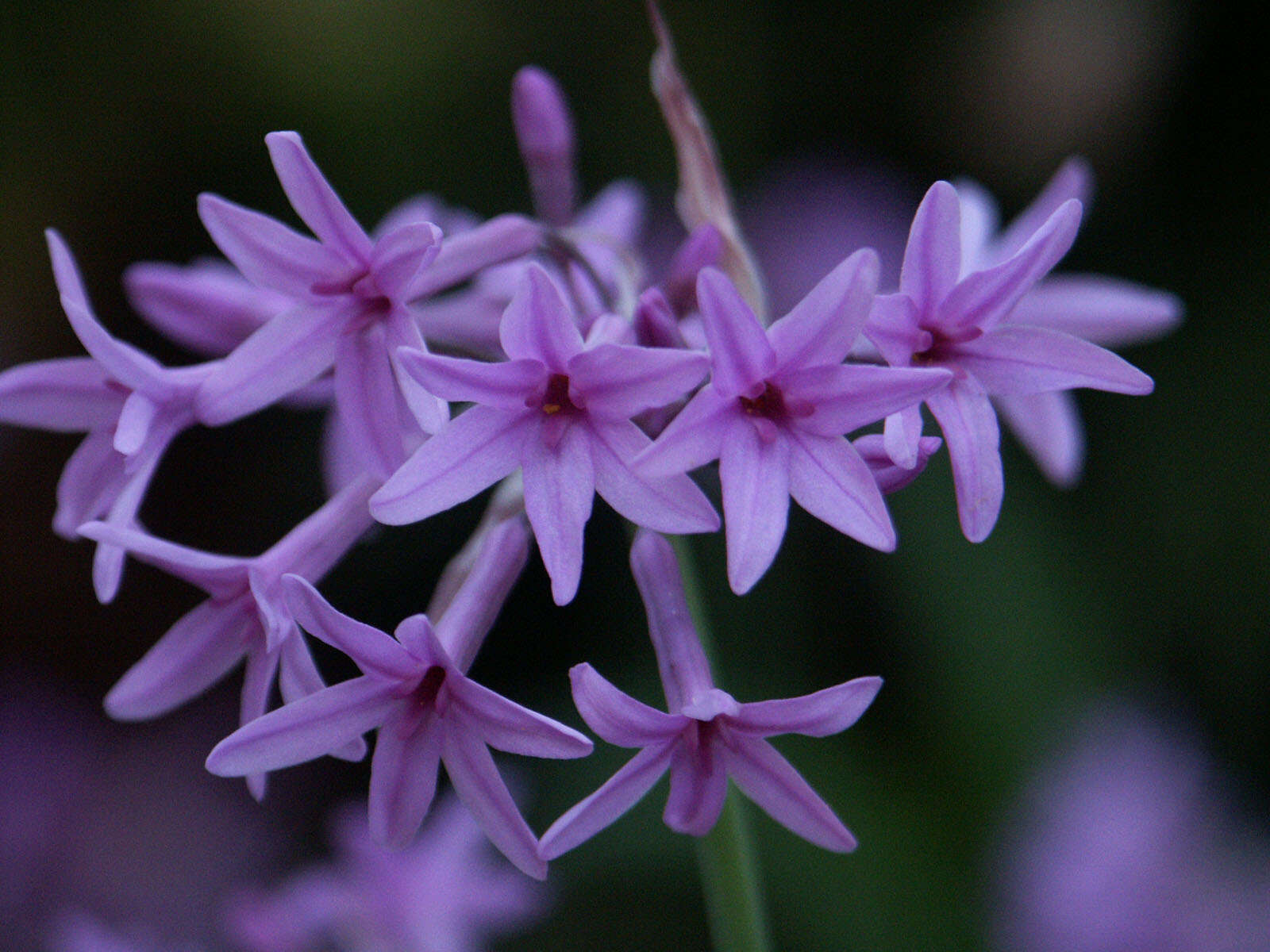 Tulbaghia violacea Harv. resmi