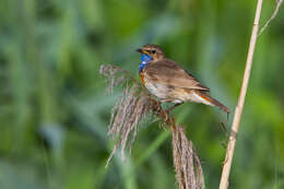 Image of Bluethroat