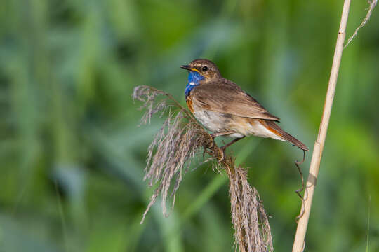 Image of Bluethroat