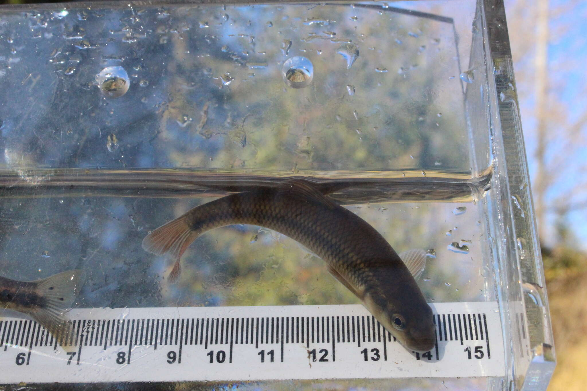 Image of Hornyhead Chub