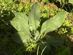 Image of blue hound's tongue