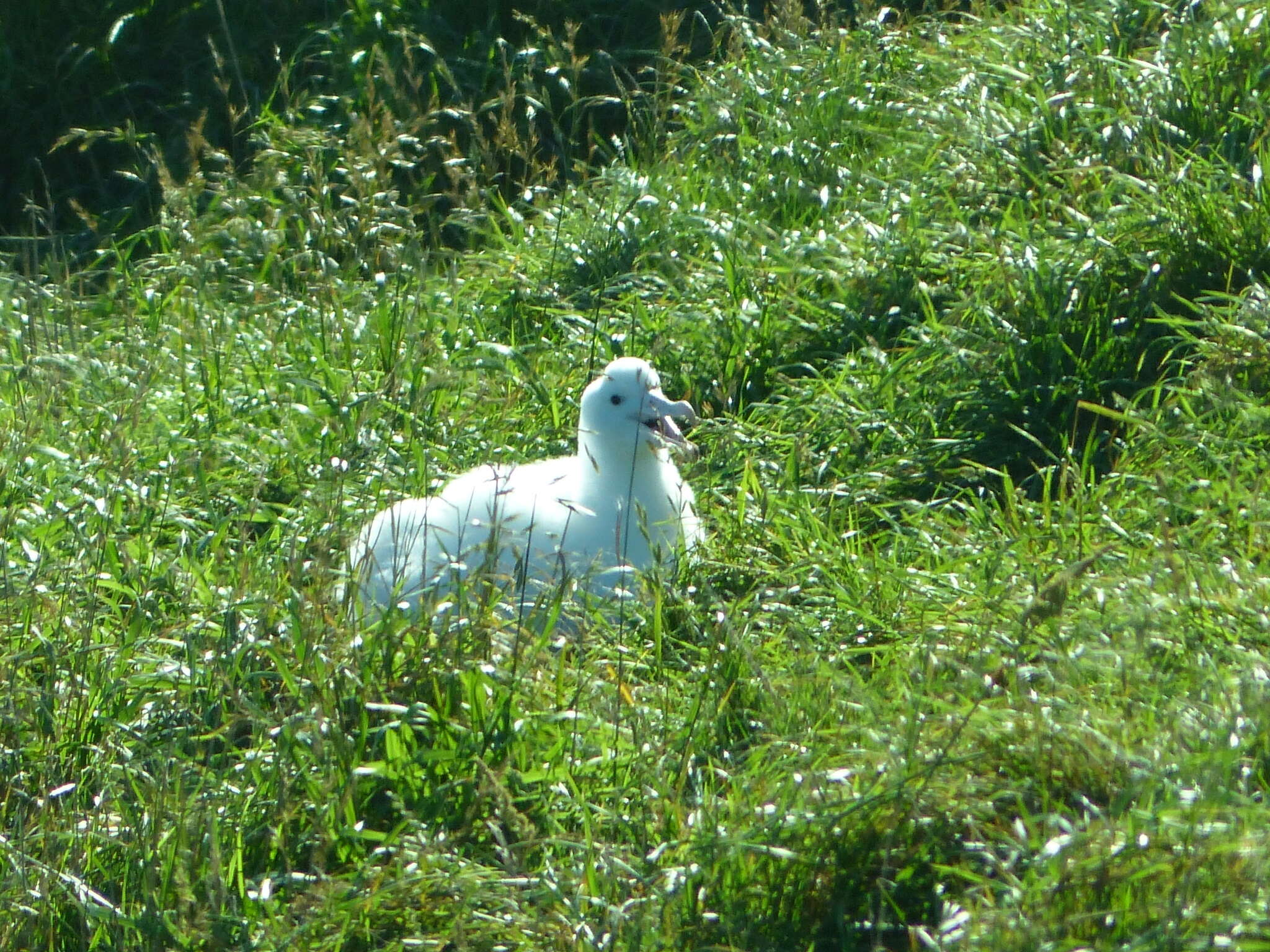 Image of Royal Albatross